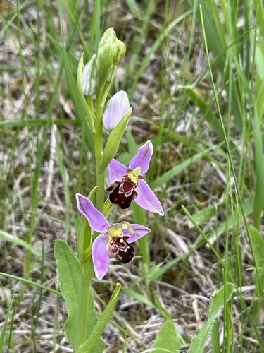 Bee Orchid