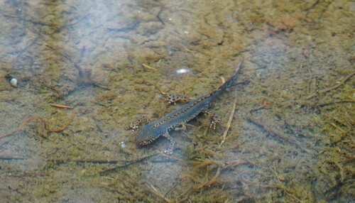 Alpine Newt