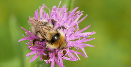 Field Cuckoo Bumble bee