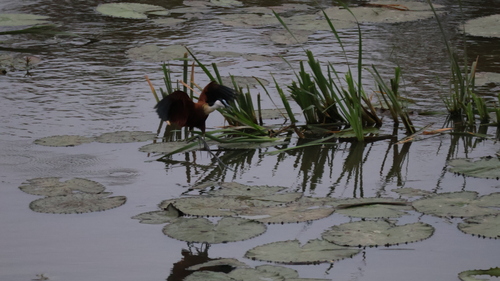 iNaturalist image