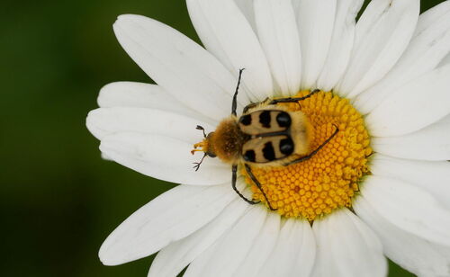French Flower Chafer