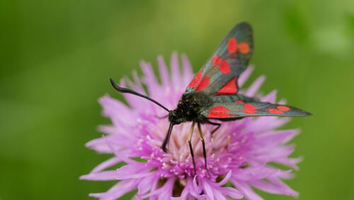 Six-spot Burnet