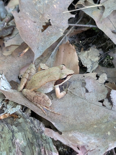 Wood Frog
