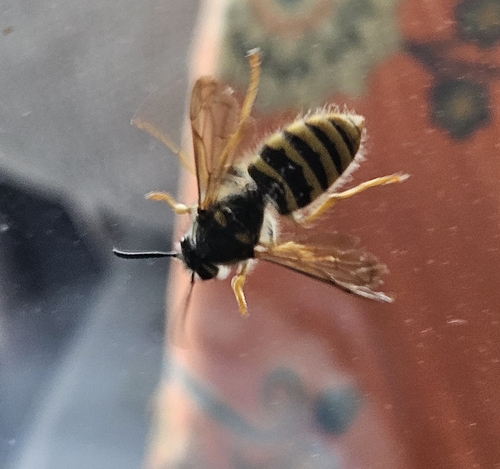 Tree Wasp