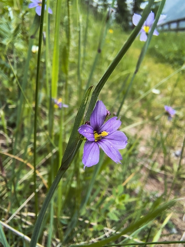 strict blue-eyed grass
