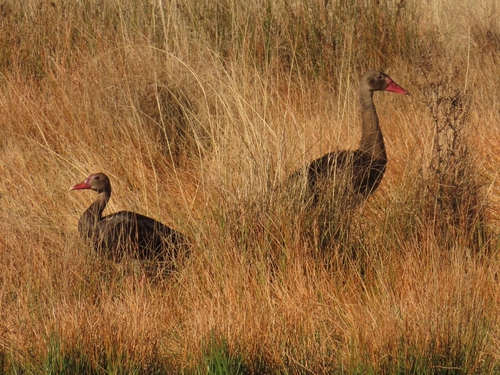iNaturalist image