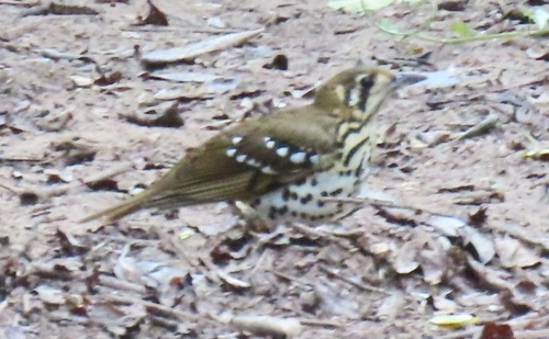 iNaturalist image