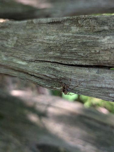 Dark Fishing Spider