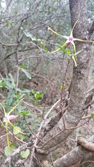 Strophanthus gerrardii