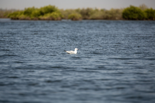Slender-billed Gull