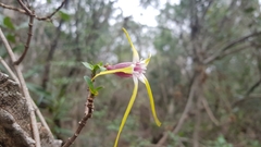 Strophanthus gerrardii