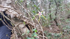 Strophanthus gerrardii
