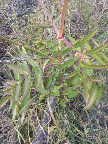Kalanchoe prolifera, photograph 3