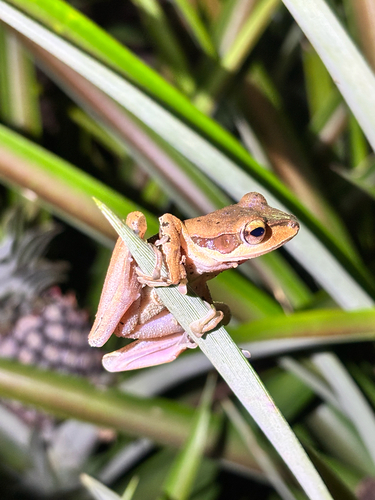 Polypedates macrotis