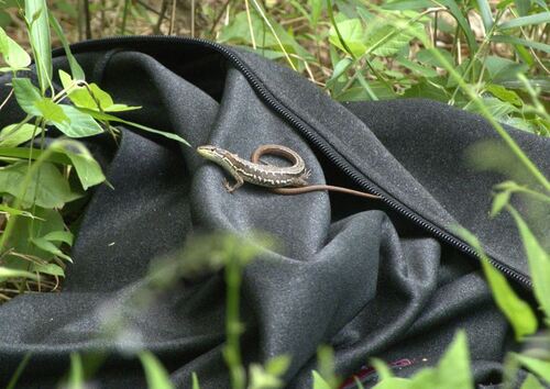 Japanese Grass Lizard
