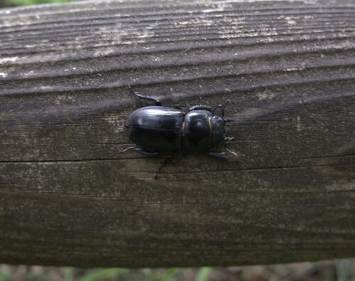Serrognathus titanus pilifer