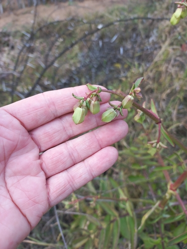Kalanchoe prolifera, photograph 5