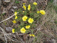 Adonis volgensis