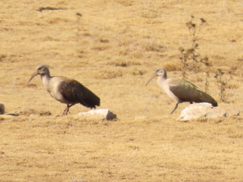 iNaturalist image