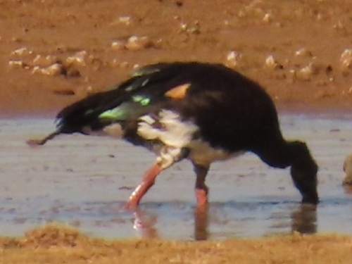 iNaturalist image