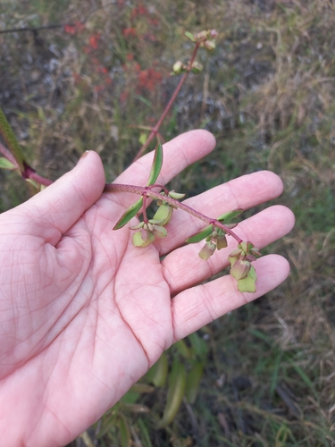 Kalanchoe prolifera, photograph 6