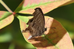 Cacyreus marshalli