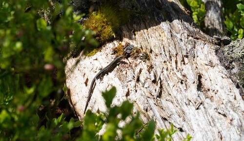 Viviparous Lizard