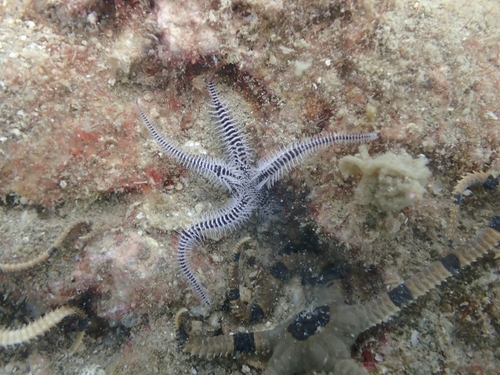 Ophiomastix caryophyllata observed 2026-05-31