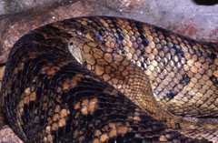Jamaican Boa photo 3