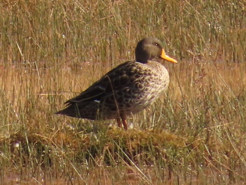 iNaturalist image