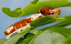 Papilio fuscus capaneus