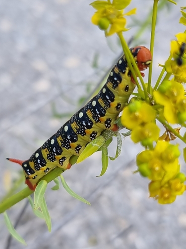 Leafy Spurge Hawkmoth