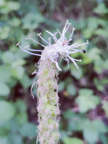 Spiked rampion
