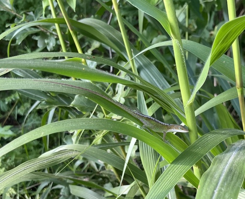 Anolis