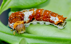 Papilio fuscus capaneus