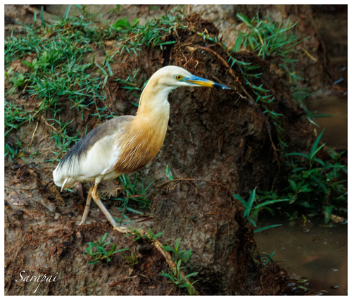 Javan Pond-Heron