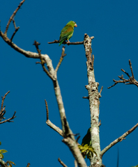 Aratinga