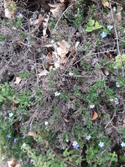 Glandora prostrata