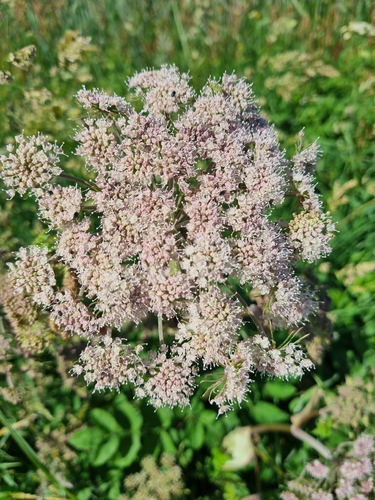 Wild Angelica