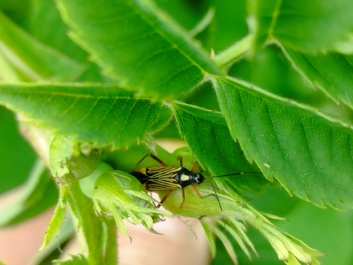 streaked plant bug