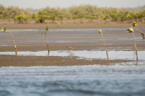 Common Redshank