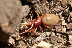 Dysdera crocata