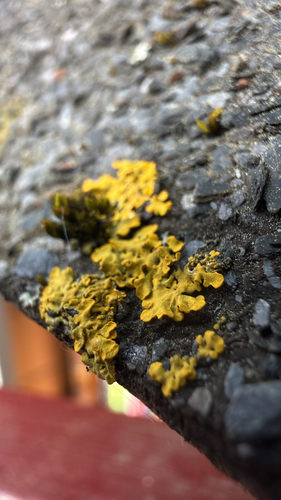 Common Sunburst Lichen