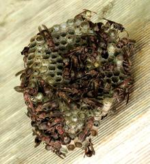 Ropalidia plebeiana