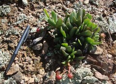Acrodon purpureostylus