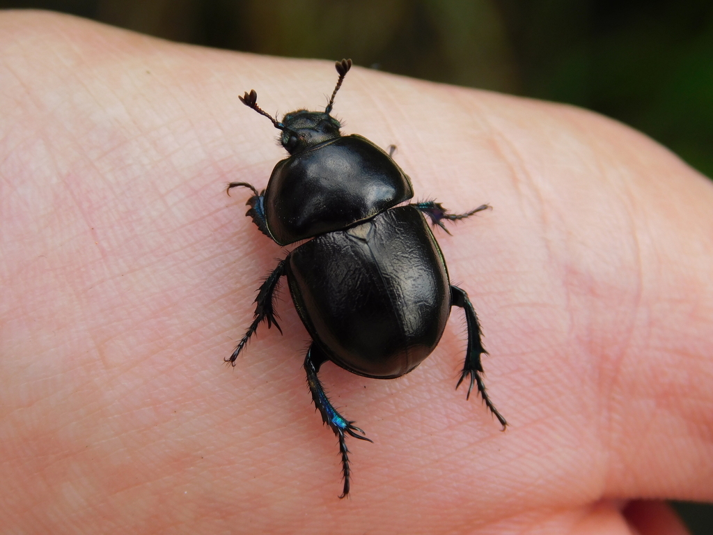 Trypocopris alpinus