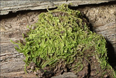 Lophocolea semiteres