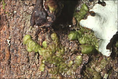 Frullania clavata