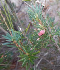 Brachyloma ericoides