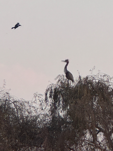 iNaturalist image